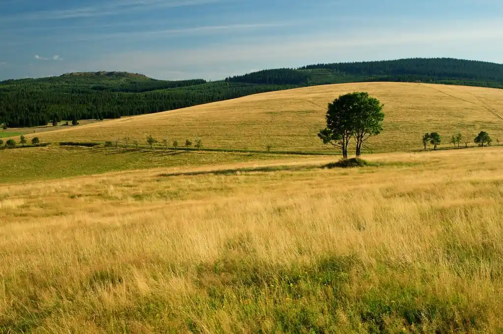高山草甸,山地草甸,金黄草,地平线针叶林和高山上的孤树