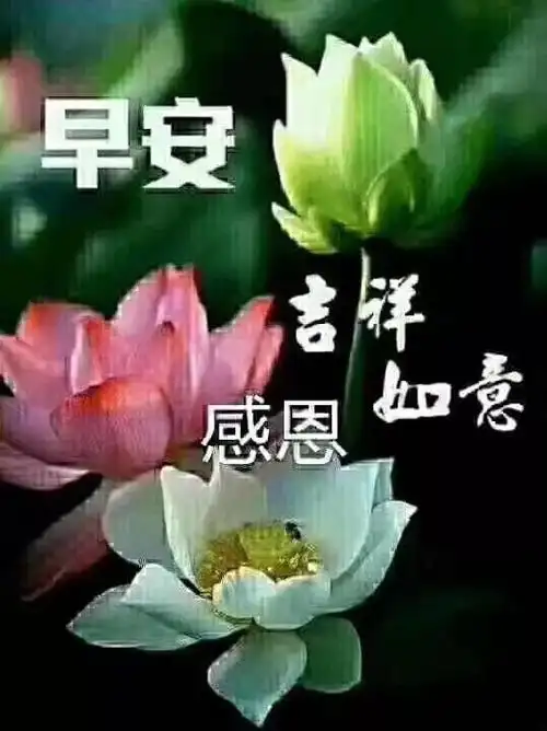 上午好动态图片特别暖心的图片动态美图特好看的带字图片动态表情大全
