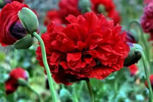 罂粟花绚烂华美,来了解下这种令人又爱又恨的植物吧!