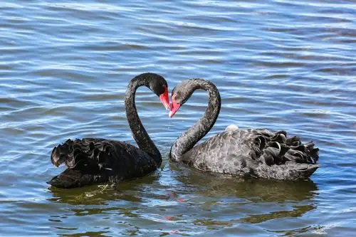 老二小妹秀恩爱