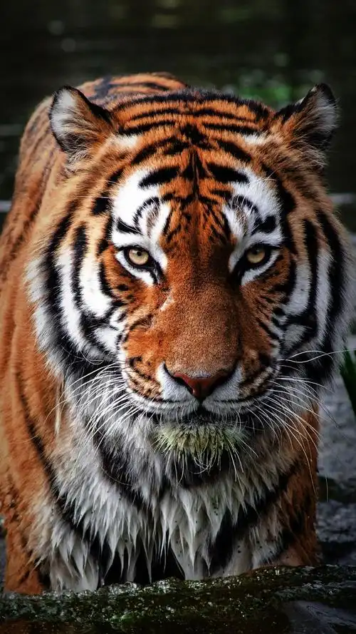 7pro全屏 高清壁纸1(动物篇)