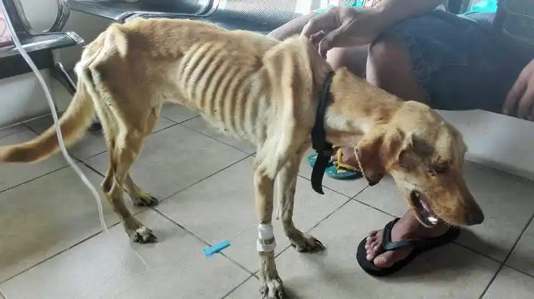 流浪狗找不到吃的,竟吃起塑料石头,瘦成皮包骨!