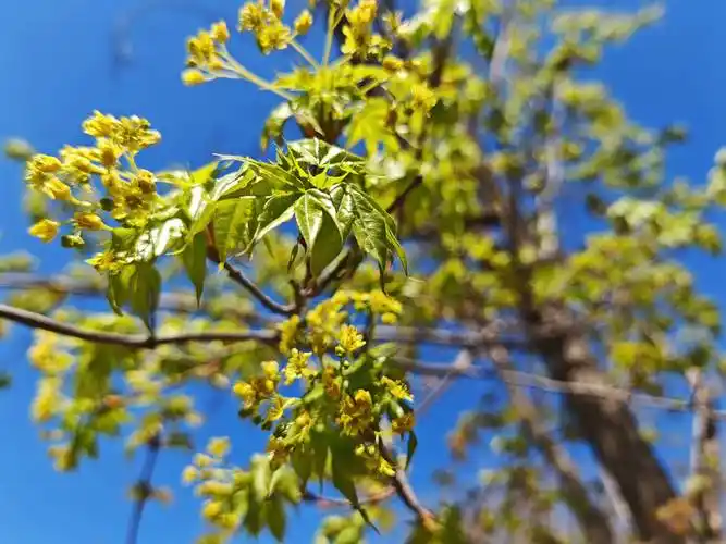 春天是一个充满诗意的季节,每一朵花都是大自然的恩赐.