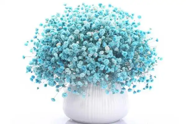 蓝色满天星花语 蓝色满天星的寓意 第2张