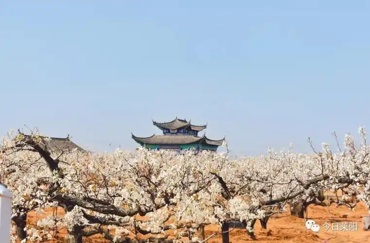 2019莱阳梨花节:乐享梨花 探秘恐龙_活动