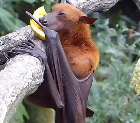 澳大利亚狗头蝙蝠多大-蝙蝠为什么经常倒挂着