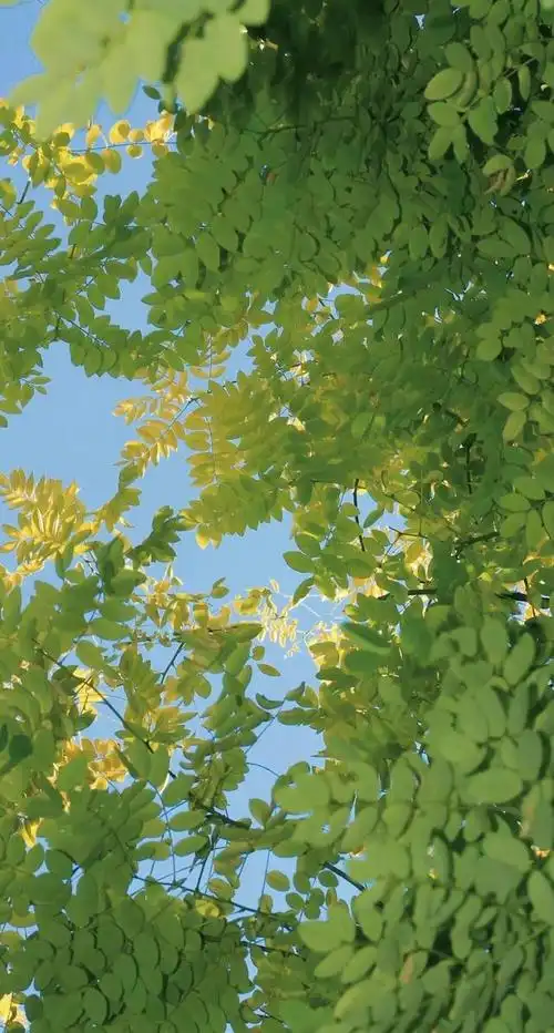 精选绿色系壁纸分享