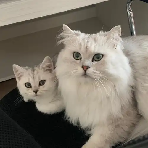 两只可爱猫猫#这个世界不能没有小猫 - 抖音