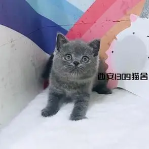 英短蓝猫大脸橘眼英国短毛蓝胖子萌宠纯种活体健康胖胖5月更新