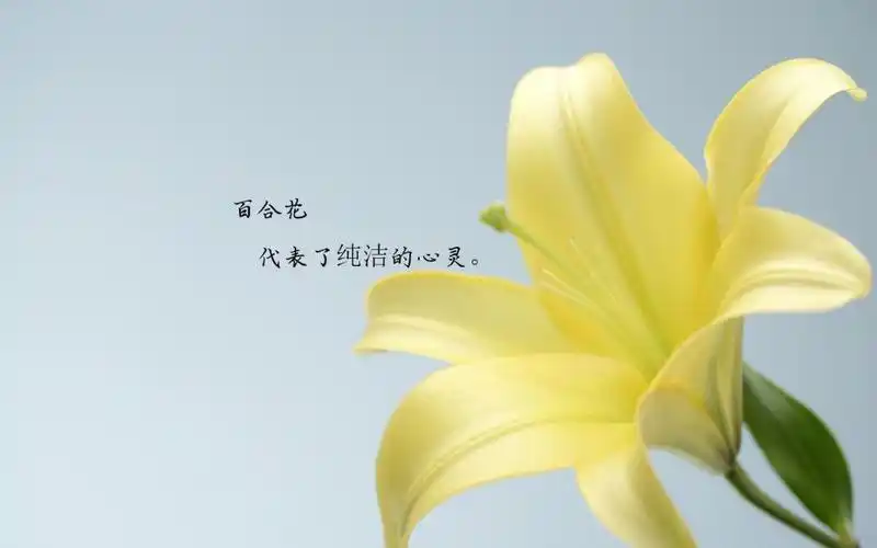 唯美风景 百合花 花朵 花语 文字 唯美 2k 内容简介 唯美的百合