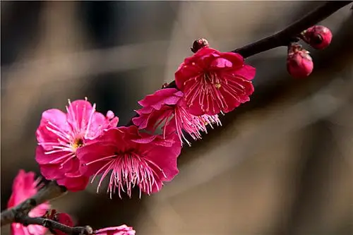 《朱砂梅(蔷薇科-杏属-小乔木)》