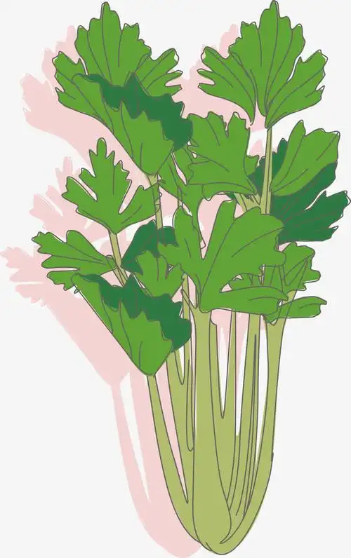 矢量扁平绿色芹菜