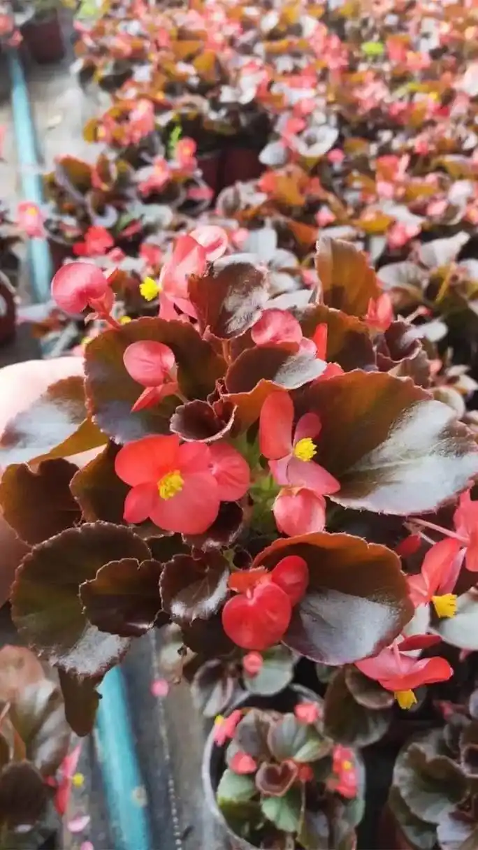 江苏四季海棠批发价格"金通花卉,苗木草花专家,品质生活从这里开始!