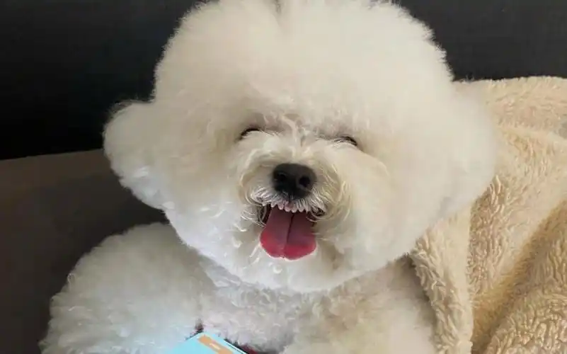 会笑的狗狗!一不小心跟着笑起来了,这也太可爱了吧