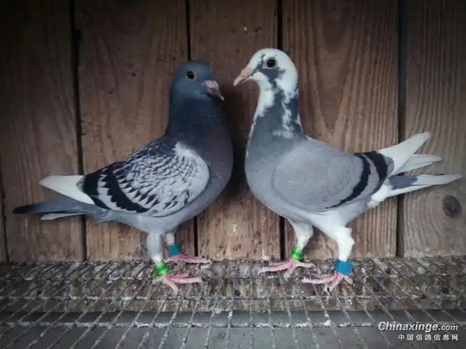 纯瓦灰白爪雄配雨花雌758出的第一窝雨白条是个黄眼雄灰花像个黄眼雌