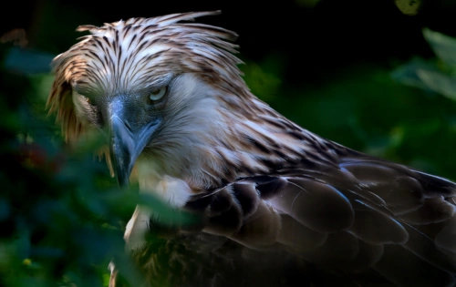 雕中之虎食猿雕位列食物链顶端为什么只剩下400对