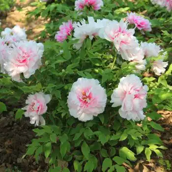 鲜花牡丹花过年花卉室内阳台客厅带花苞发货洛阳红牡丹花苗 粉牡丹8朵