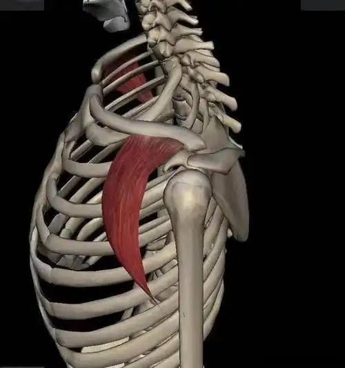 三角肌前束侧面观 前束,肩屈,内旋,水平内收.