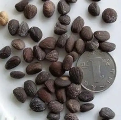 紫玉兰种子,紫玉兰种子价格,紫玉兰种子批发价格