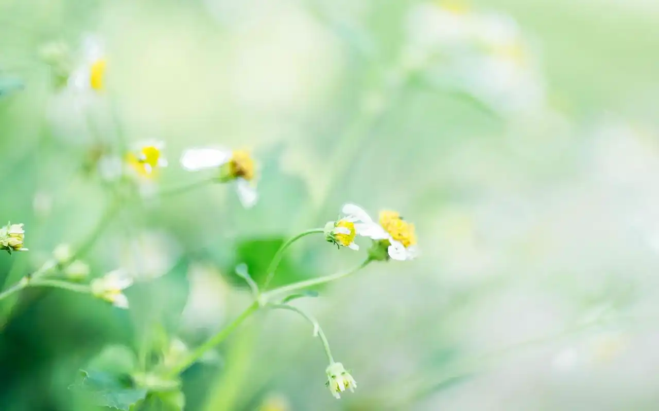 唯美花卉植物高清图片桌面壁纸