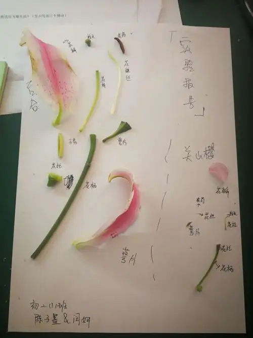 甘泉外国语中学2018第二学期初二1班学生花解剖