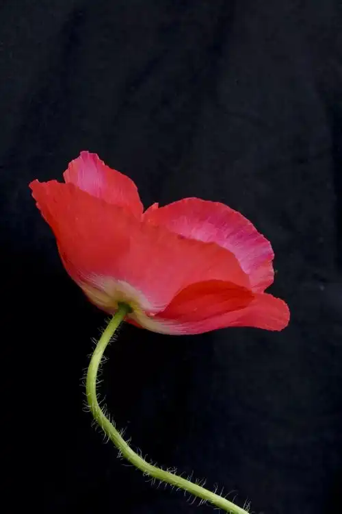 听说南邮种了一大片罂粟花,是真的吗?