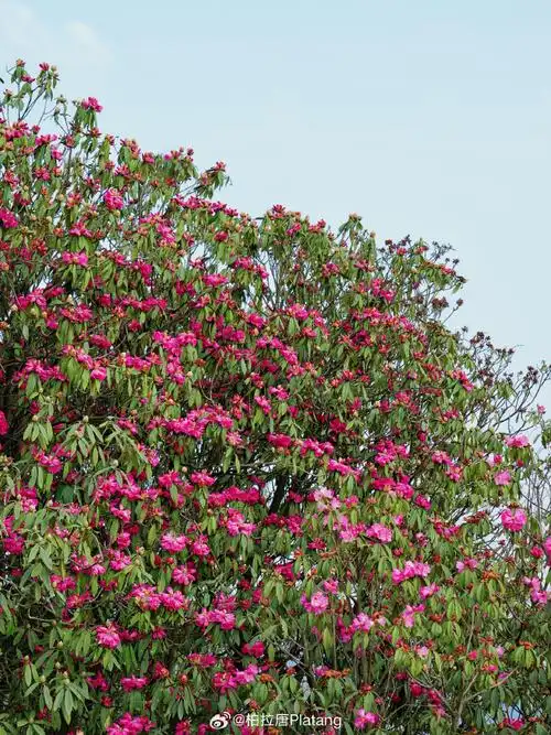 春游记##城市巡游记##春日追花之旅##百里杜鹃##方糖旅行任意门