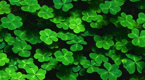 绿色的屏幕壁纸真的能保护眼睛吗