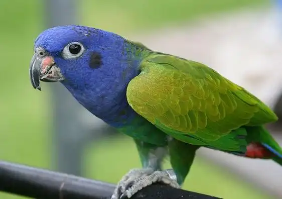 p>蓝头鹦哥(学名: i>pionus menstruus /i>)是 a href="#">鹦鹉科 /a