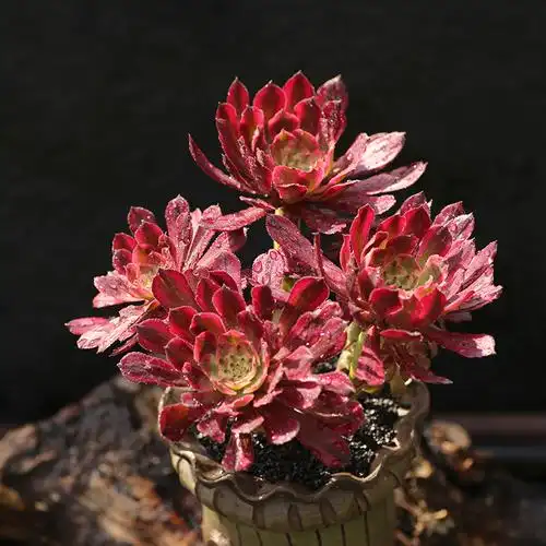 法师西童红覆轮老桩单头多群生多肉植物开挂区状态多肉植物