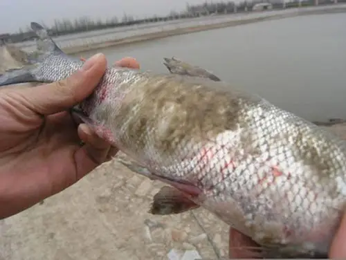 为什么活鱼身上会长白毛呢