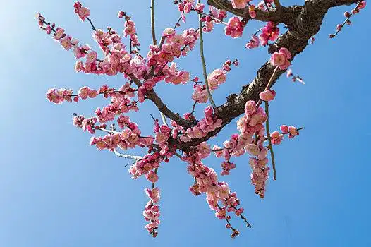 早春梅花图片_早春梅花图片大全_早春梅花图片下载