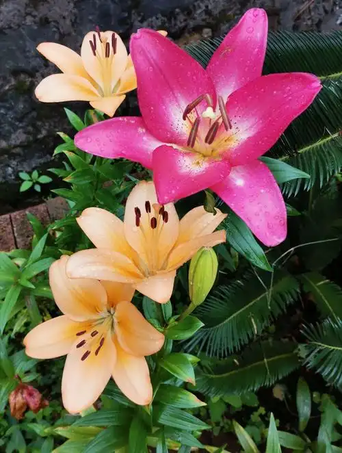 美景何须千里 寻?故乡山水故乡云