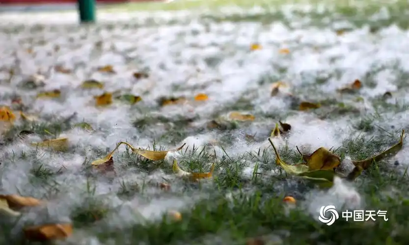 贵港:木棉花絮轻风中旋舞