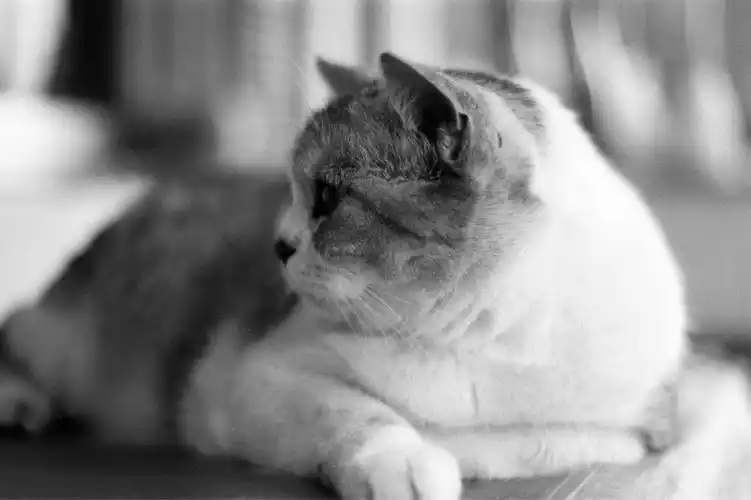 黑白胶片的高冷主子