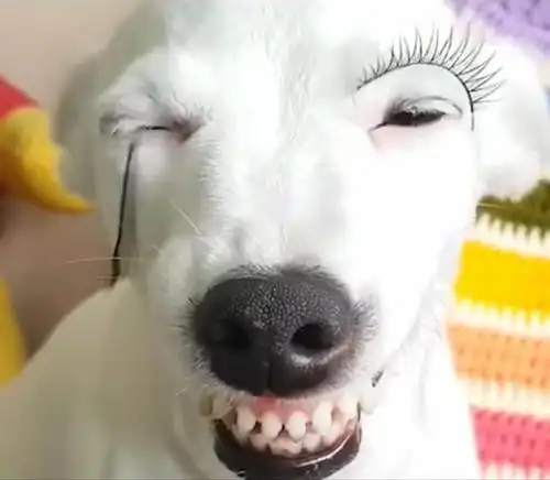 搞笑狗子化妆技术大赏狗子我也是很绝望的啊