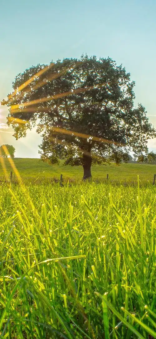 高清唯美意境图片竖屏
