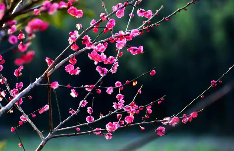 又是梅花飘香时