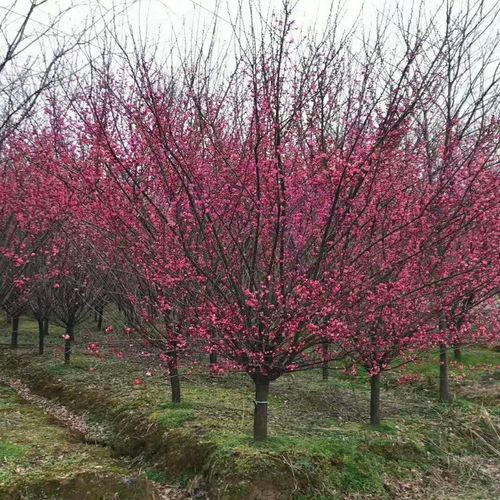 开花耐寒植物红梅花树苗原生南方北方庭院地栽梅花盆栽树大树 嫁接