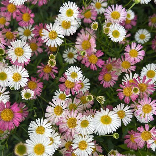 墨西哥飞蓬草盆栽西班牙小雏菊多年生易爆花阳台庭院野花植物包邮