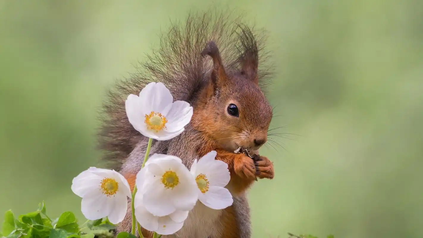 可爱小动物松鼠图片合集电脑壁纸