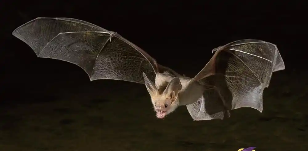 毒王"蝙蝠"大自然中"移动的病毒库"