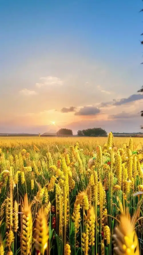 绝美农村麦田壁纸合集