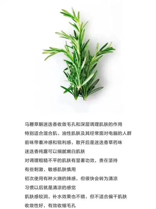 您知道马鞭草酮迷迭香吗959995999599别名"海之朝露"是