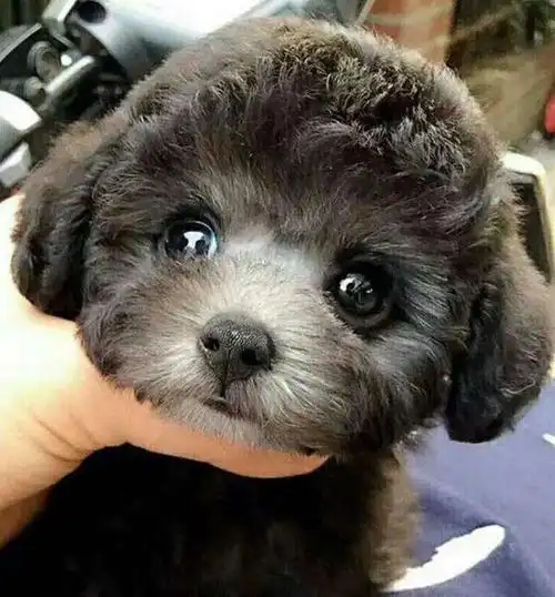 茶杯泰迪犬图片(茶杯泰迪犬好养吗)-优优宠物网