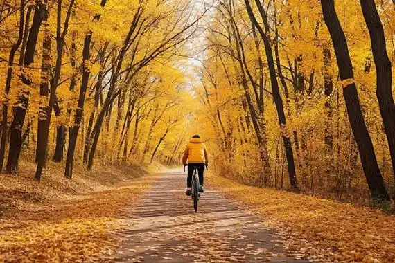 一个男人骑着自行车在长满金黄叶子的森林小路上的背影秋天风景
