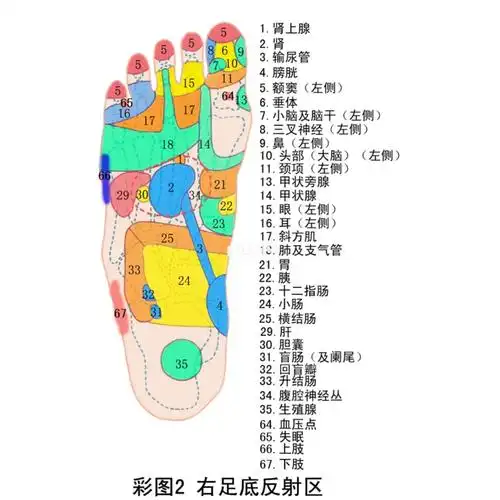 足部反射区