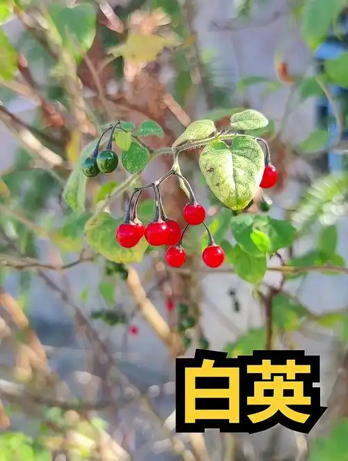 植物科普:白英是很古老的药材,它有清热解毒,利湿消肿的作用