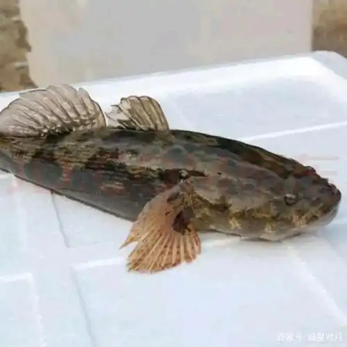 笋壳鱼,淡水鱼中的贵族,这样做最营养好吃!