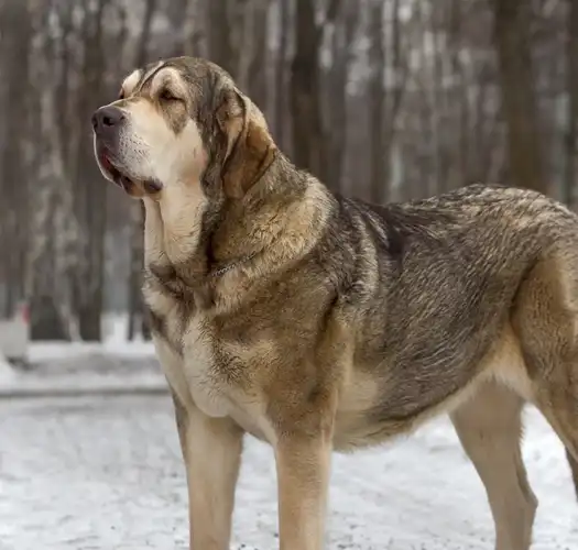 世界第一獒犬,身形如同雄狮,能力指数完爆藏獒,历史底蕴悠久